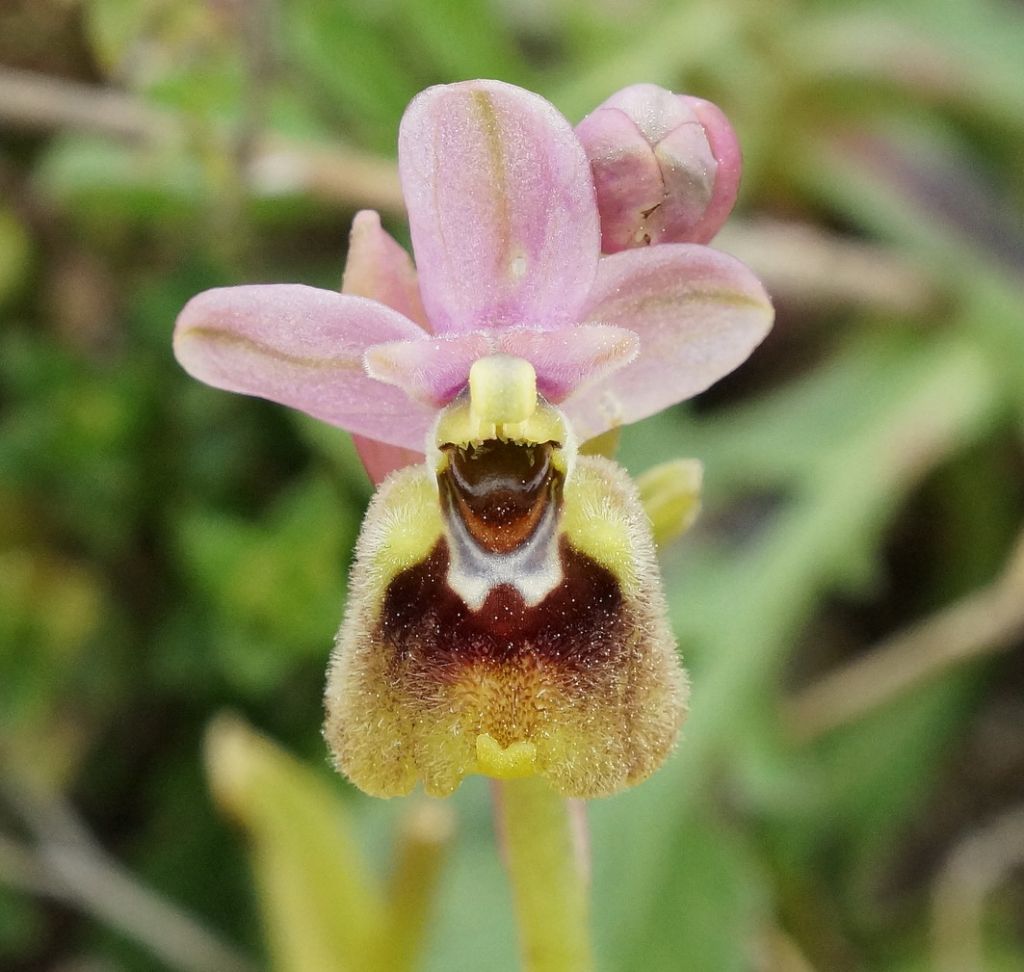 Ophrys tenthredinifera?